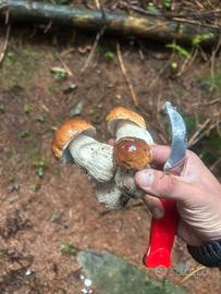 Sia secchi che freschi