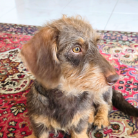 Bassotto a pelo duro Kaninchen