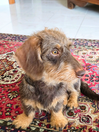 Bassotto a pelo duro Kaninchen