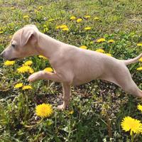 Cuccioli di piccolo levriero italiano