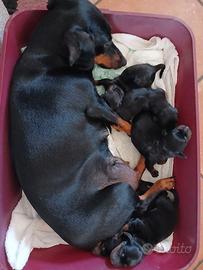 Cuccioli di bassotto