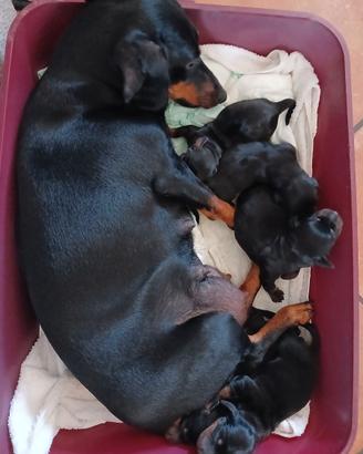 Cuccioli di bassotto