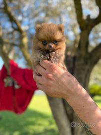 Spitz Pomerania
