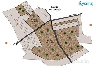 Uliveto a Quartucciu