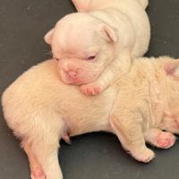 Bulldog francese