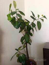 pianta ficus elastica con tutore e vaso - h 150 cm
