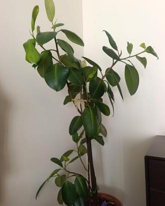 pianta ficus elastica con tutore e vaso - h 150 cm