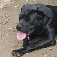 Cane Corso 3 anni - vaccinato, microchip, pedigree