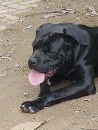 Cane Corso 3 anni - vaccinato, microchip, pedigree
