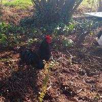 Gallo australorp