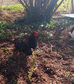 Gallo australorp