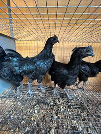 Cemani