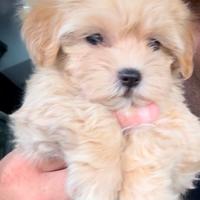 Cuccioli di maltipoo oro