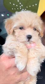 Cuccioli di maltipoo oro