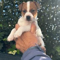 Cuccioli Jack Russell