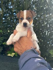 Cuccioli Jack Russell