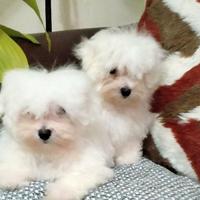 Cuccioli di maltese solo maschi