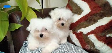 Cuccioli di maltese solo maschi