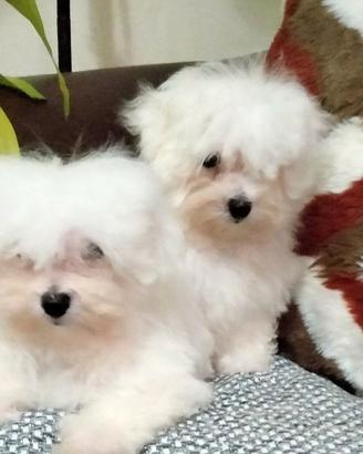 Cuccioli di maltese solo maschi e femmine