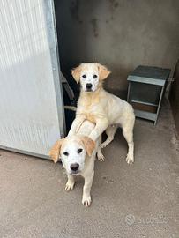 Cucciolo meticcio maremmano