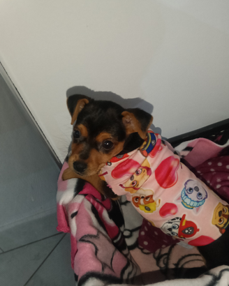 Cucciola pincher
