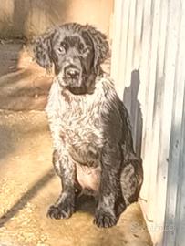 Springer