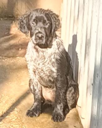 Springer