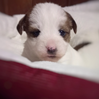 Jack Russell terrier cuccioli