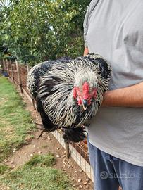 Gallo Brahma gigante