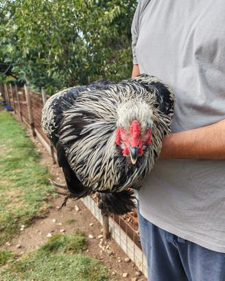 Gallo Brahma gigante