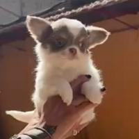 Chihuahua maschietto pedigree Enci