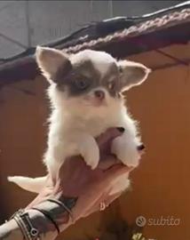 Chihuahua maschietto pedigree Enci