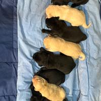 Labrador cuccioli