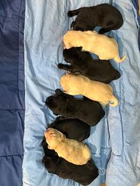 Labrador cuccioli