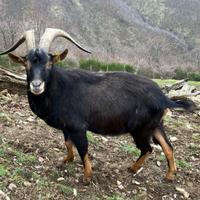 Capra Maschio Camosciata delle Alpi
