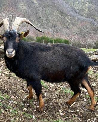 Capra Maschio Camosciata delle Alpi