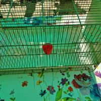 GABBIE PER CANARINI /  INSEPARABILI   