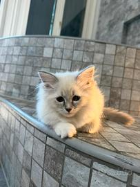 Gatto siberiano