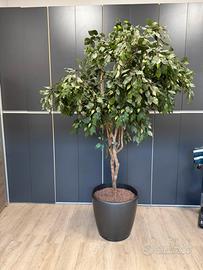 Ficus Benjanina Artificiale H 250 cm con Vaso