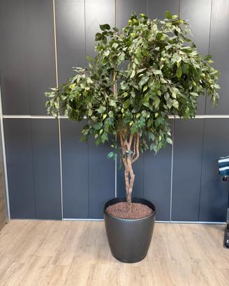 Ficus Benjanina Artificiale H 250 cm con Vaso
