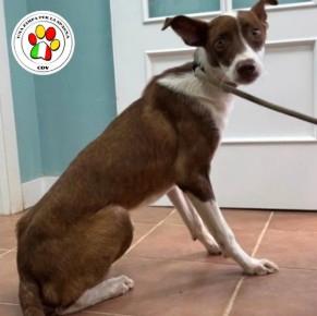 Maschio podenco