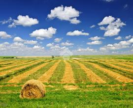 TER. AGRICOLO A CAMPOGALLIANO