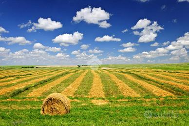 TER. AGRICOLO A CAMPOGALLIANO