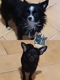 Chihuahua mini femmine