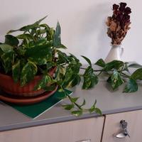 Pothos, pianta rampicante che purifica l'aria (2)