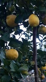 Ripetizioni economia aziendale su Roma