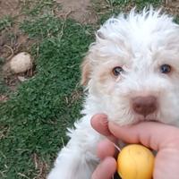 Cucciolo di Lagotto Romagnolo con Pedigree Roi