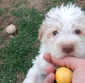 Cucciolo di Lagotto Romagnolo con Pedigree Roi