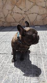 Rocky bulldog francese