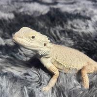 Pogona Hypo Zero